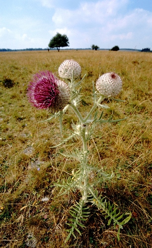 1563